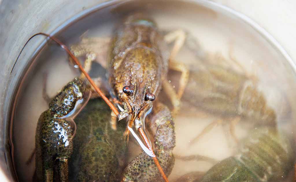 Boiling Lobsters Alive